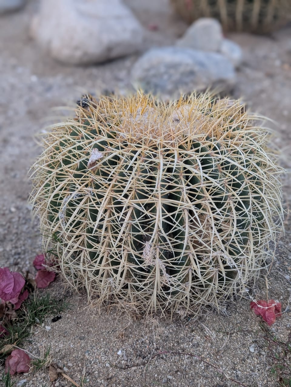 Go West Young Man pt. 3